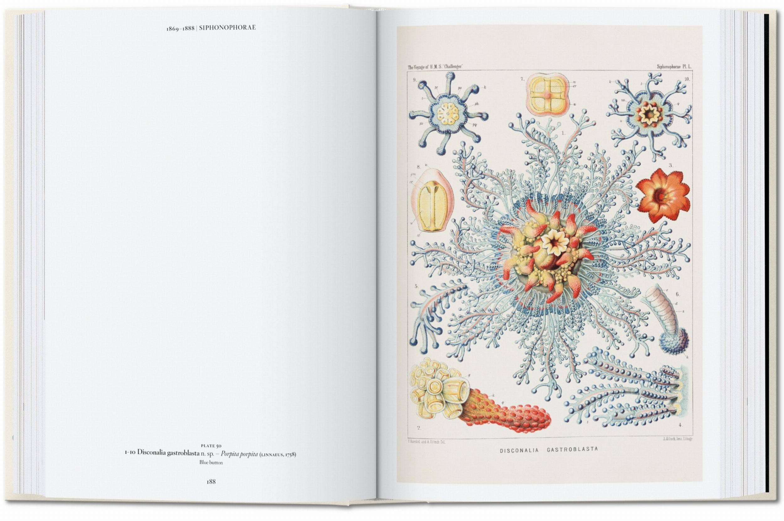 The Art and Science of Ernst Haeckel — 45th Edition