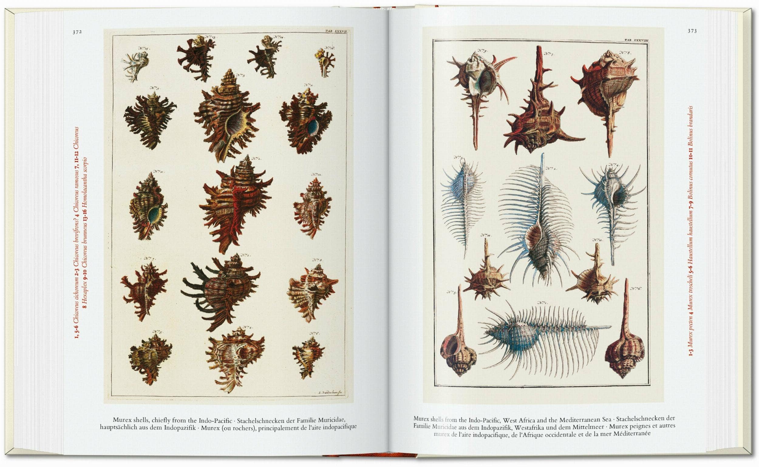 Seba: Cabinet of Natural Curiosities — 40th Edition (German, French, English)