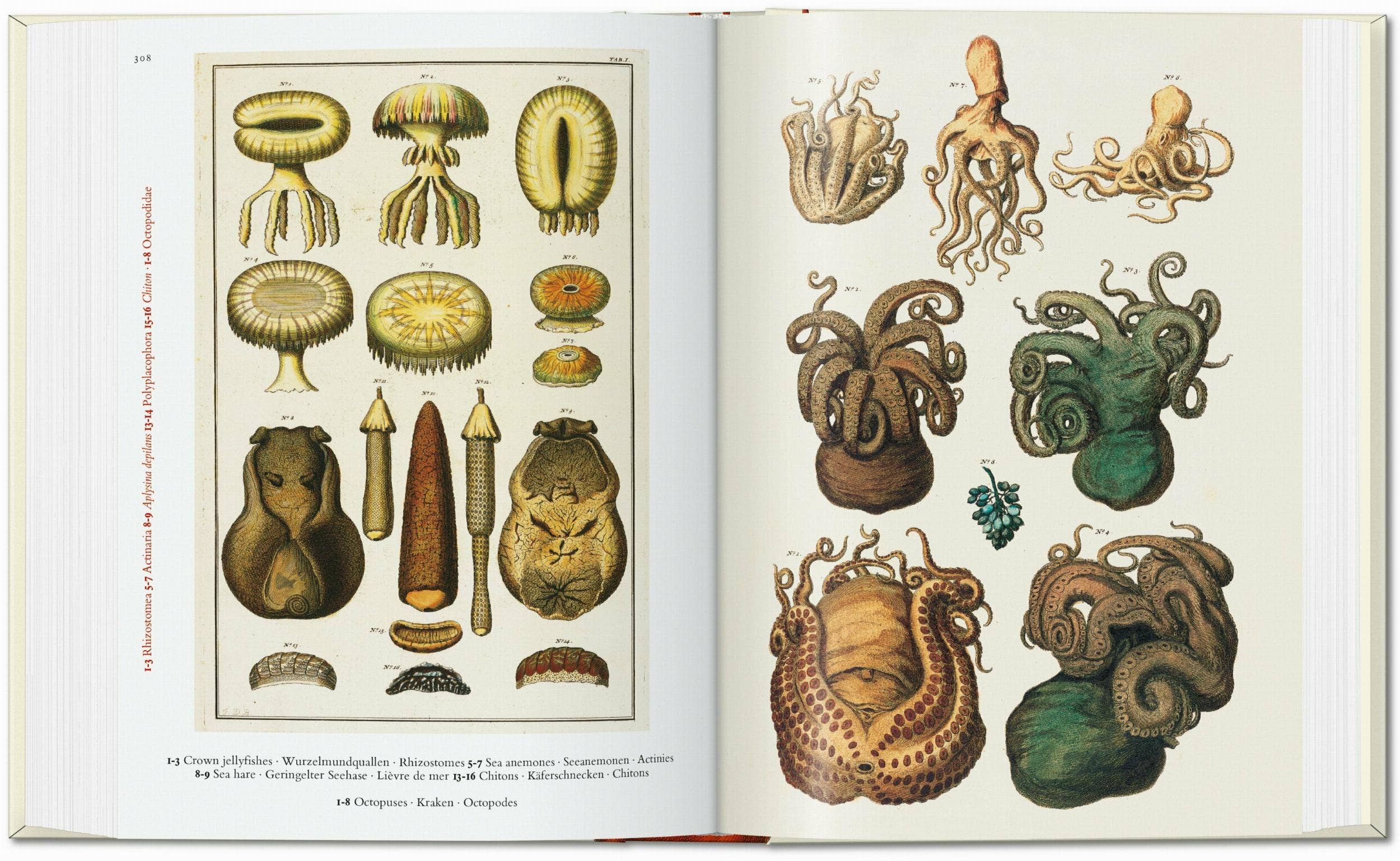 Seba: Cabinet of Natural Curiosities — 40th Edition (German, French, English)
