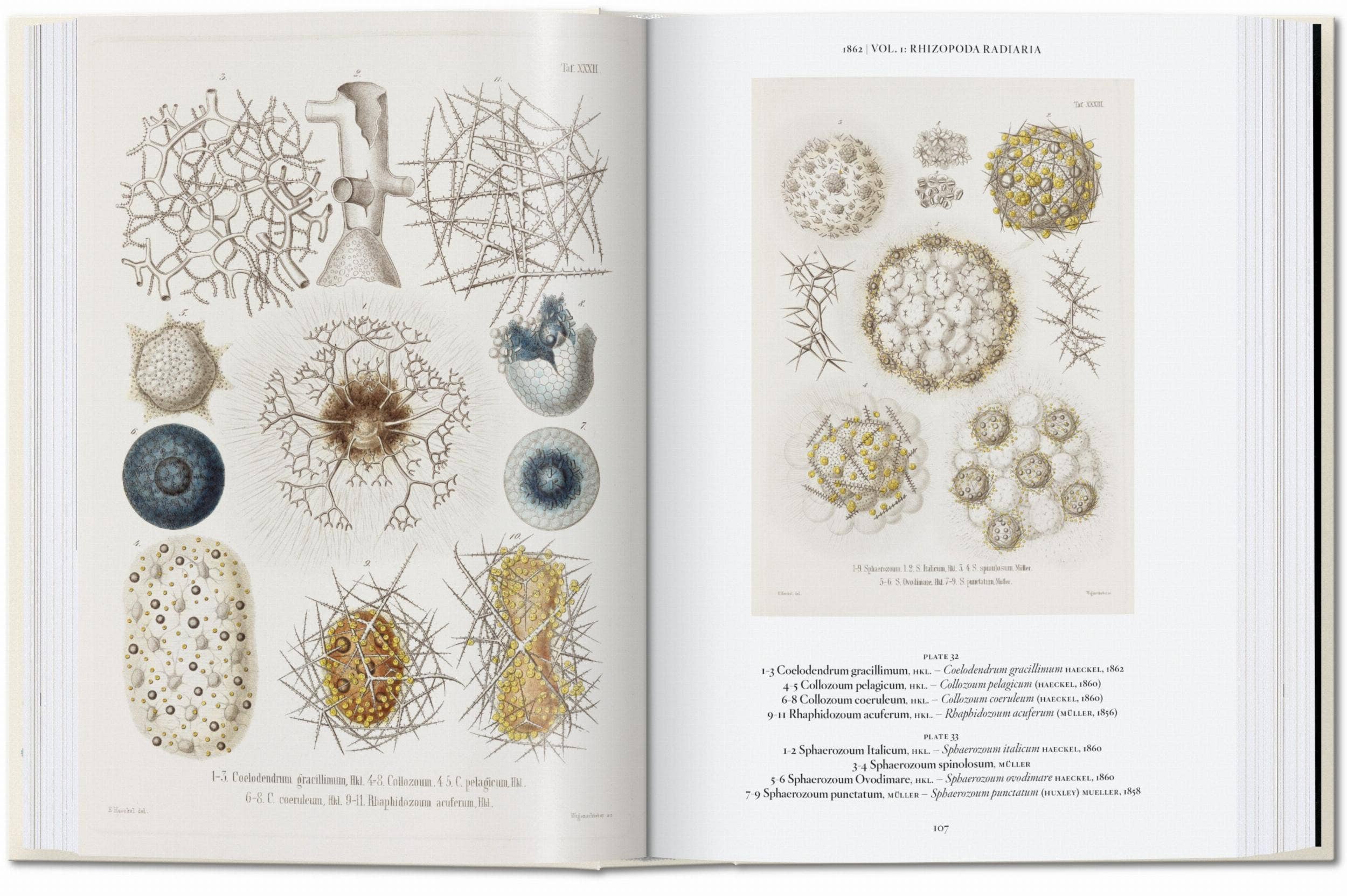 The Art and Science of Ernst Haeckel — 45th Edition