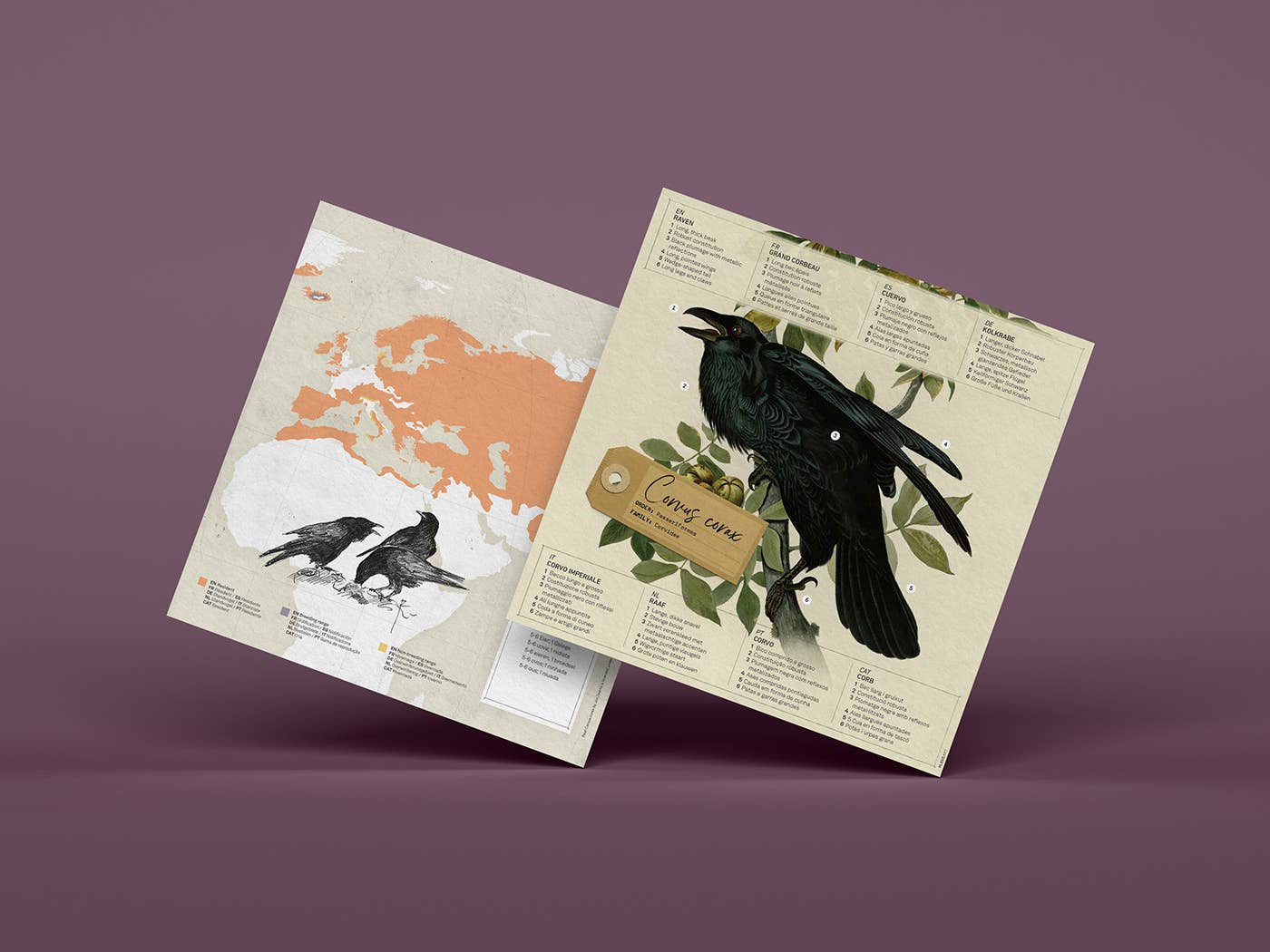 Raven 3D Paper Figure Kit by Plego | Black Paper Bird Model | DIY Craft Kit