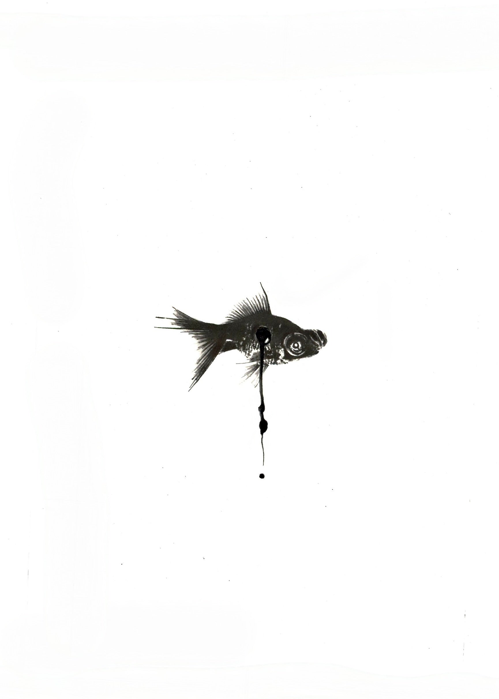 Goldfish with a Hole