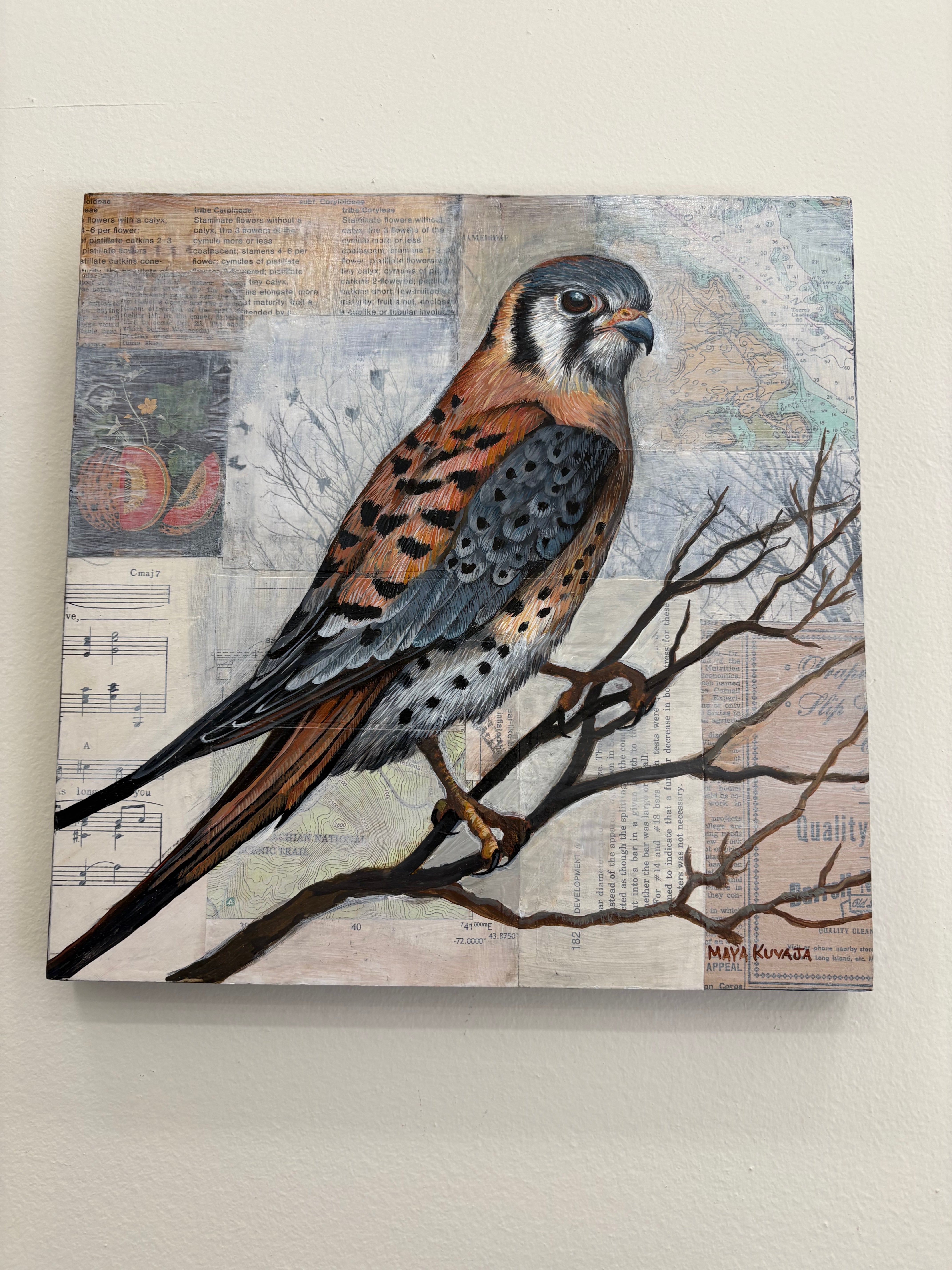 Kestrel - Maya Kuvaja Original