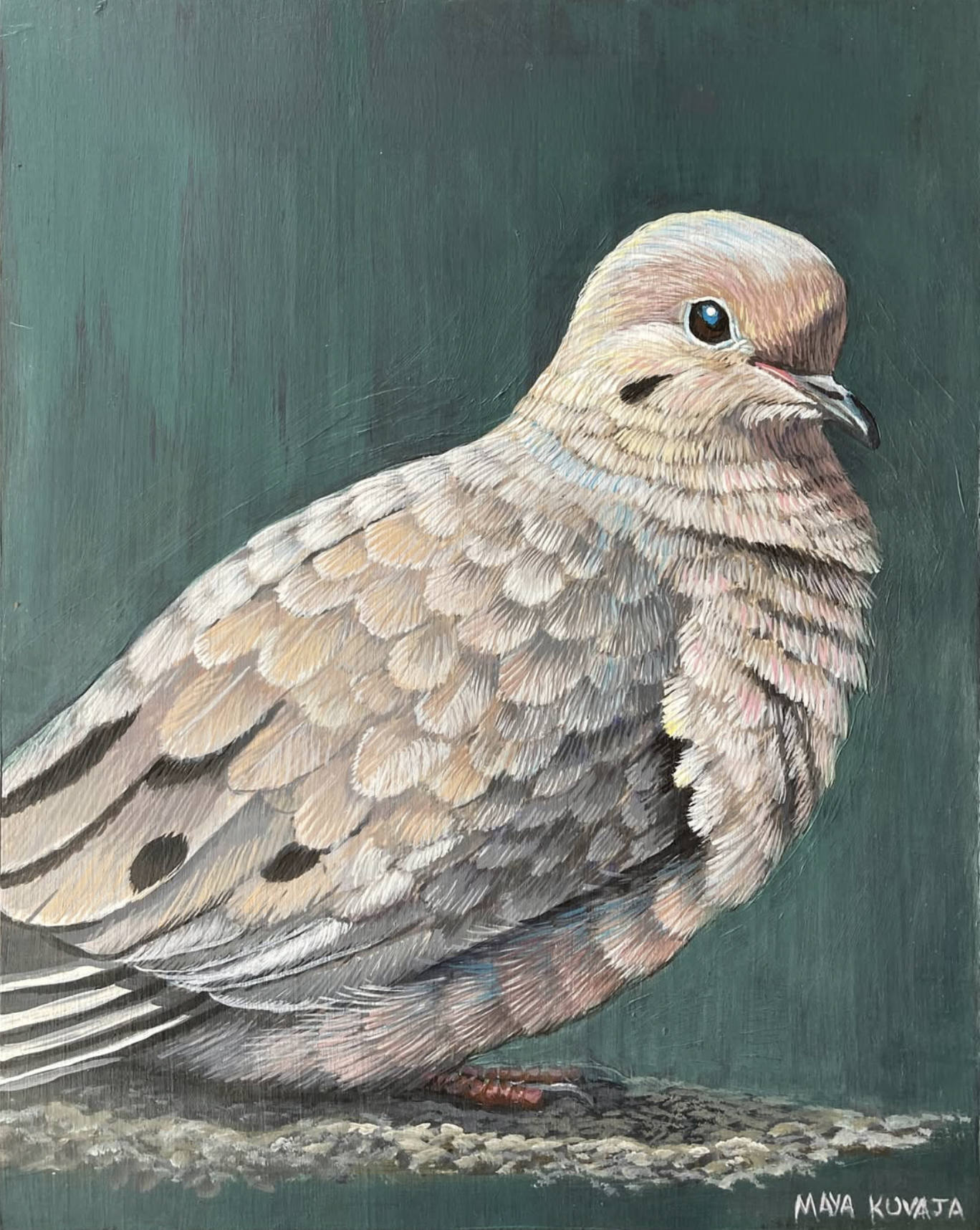 Mourning Dove - Maya Kuvaja