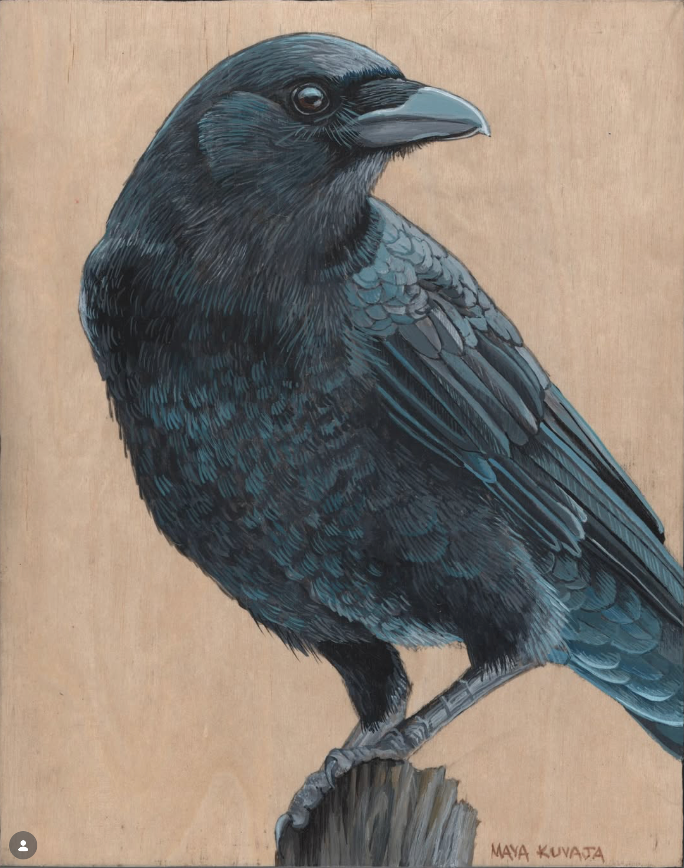 American Crow - Maya Kuvaja