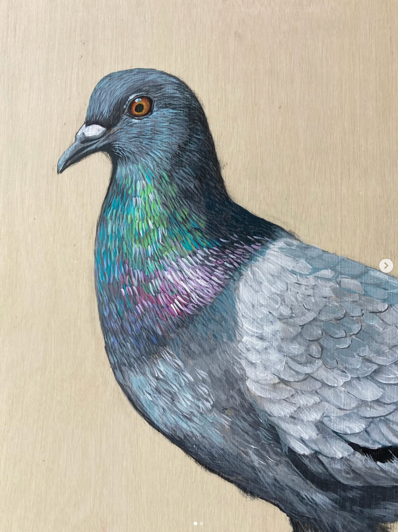 Pigeon (Rock Dove)- Maya Kuvaja