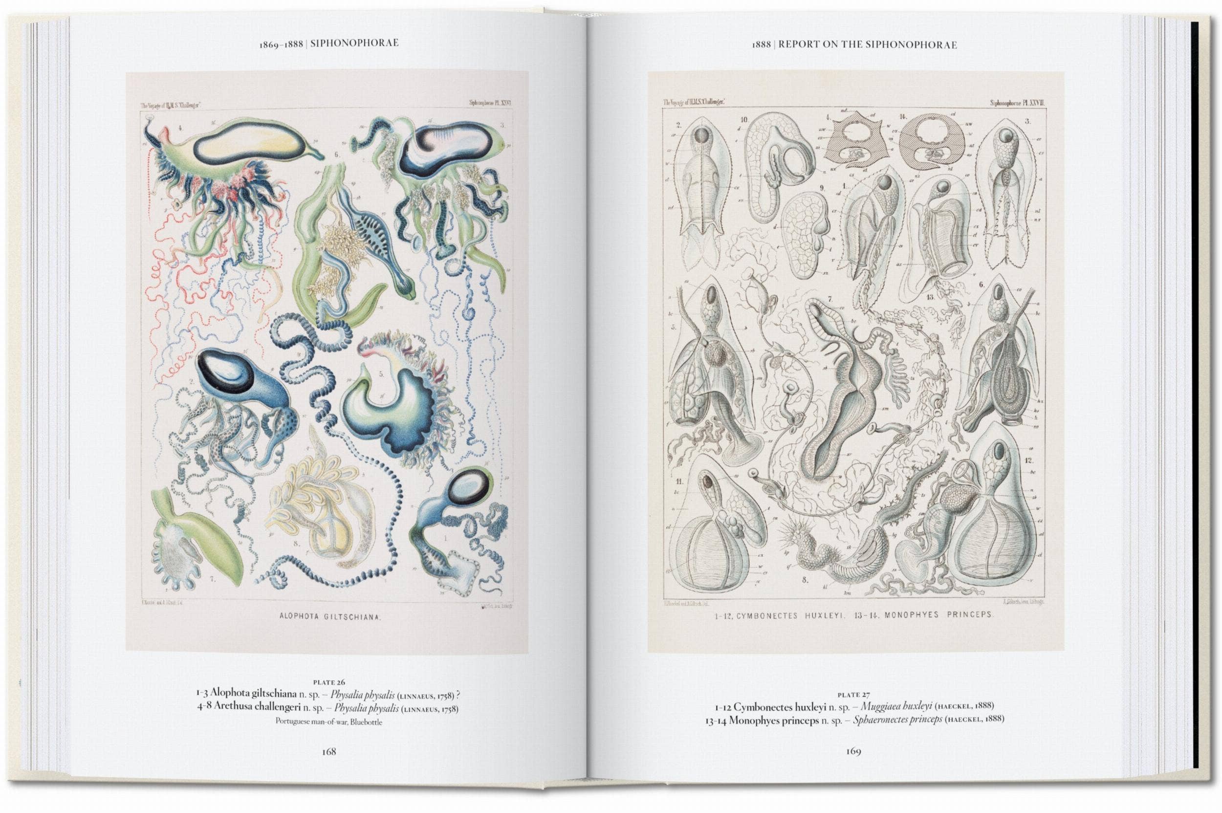 The Art and Science of Ernst Haeckel — 45th Edition
