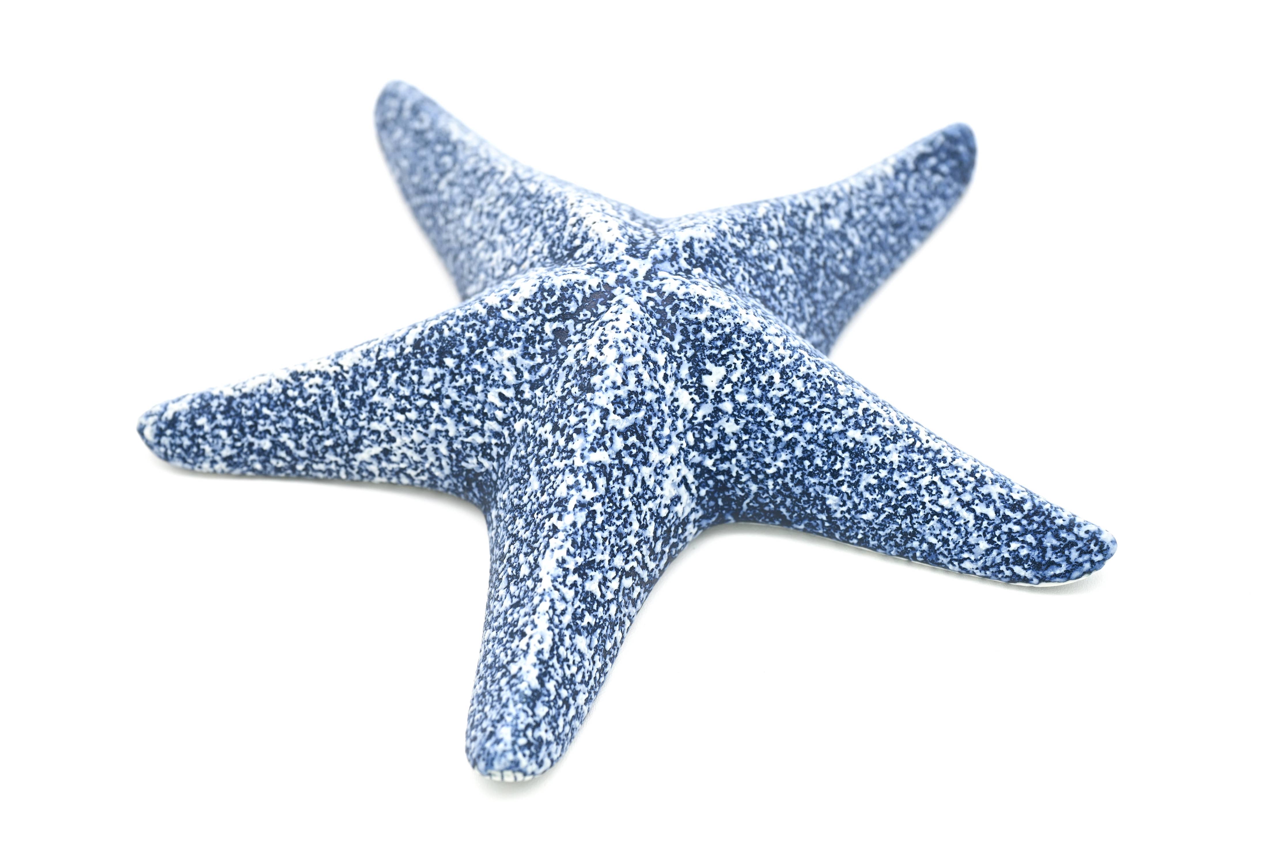 STARFISH – Handcrafted Porcelain Sculpture