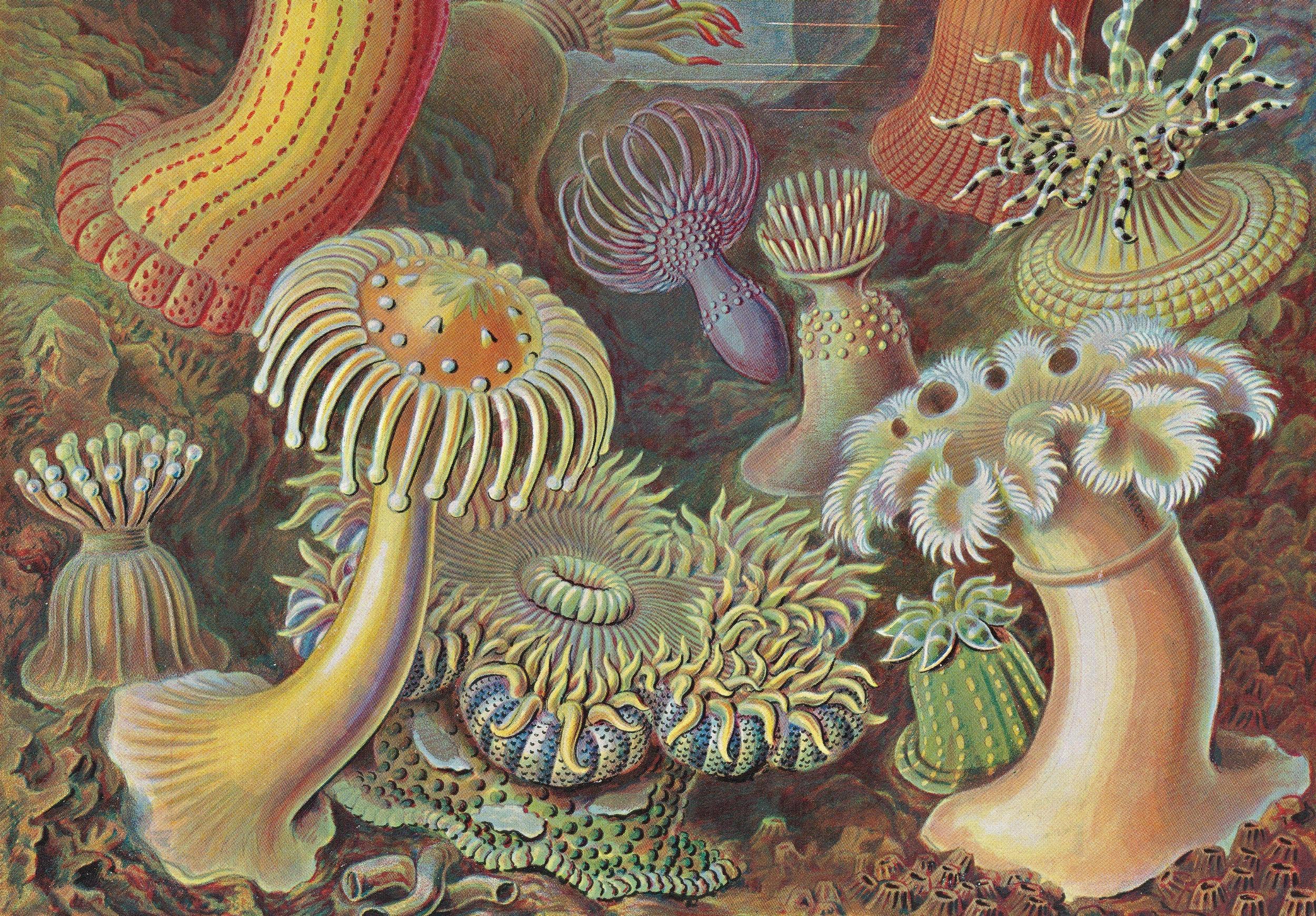 The Art and Science of Ernst Haeckel — 45th Edition
