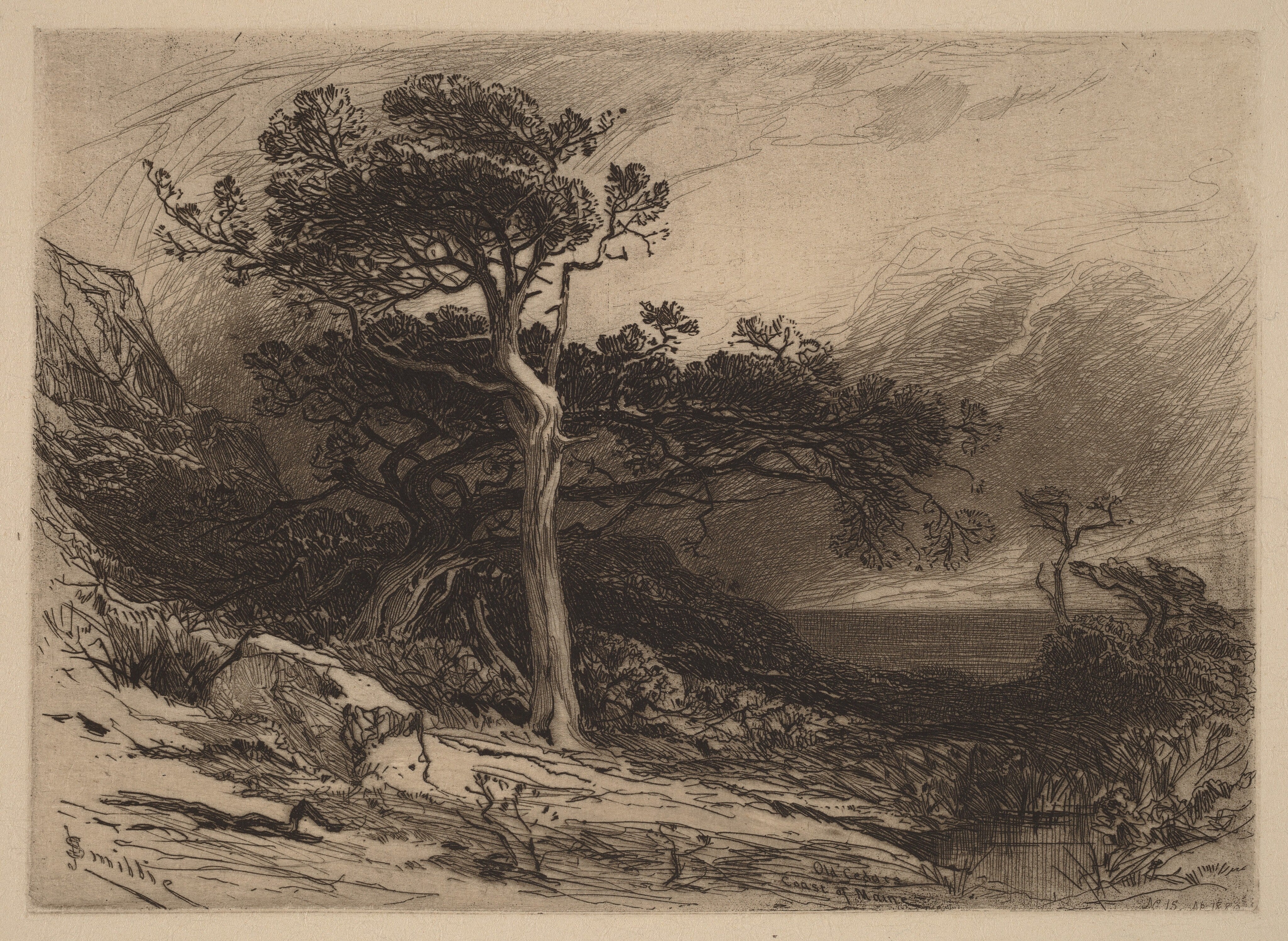 Old Cedars, Coast of Maine  1880 James David Smillie